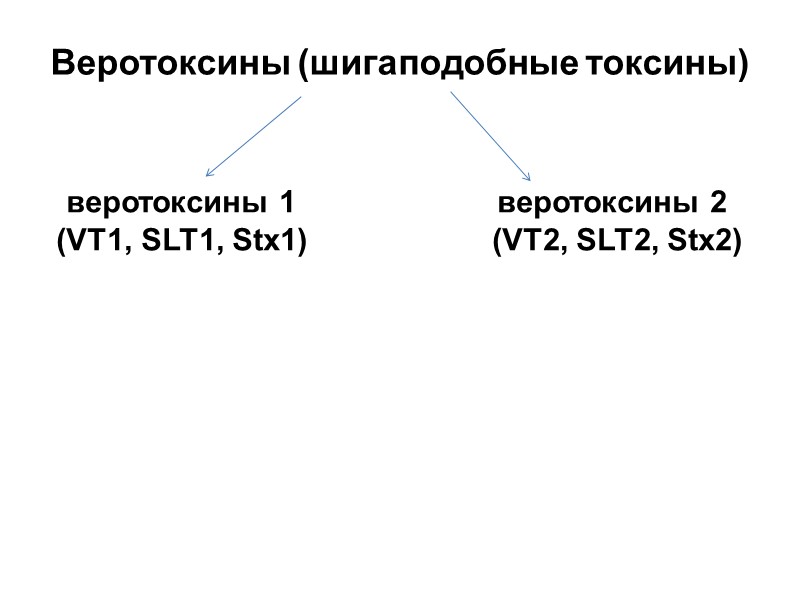 Веротоксины (шигаподобные токсины) веротоксины 1  (VT1, SLT1, Stx1) веротоксины 2  (VT2, SLT2,